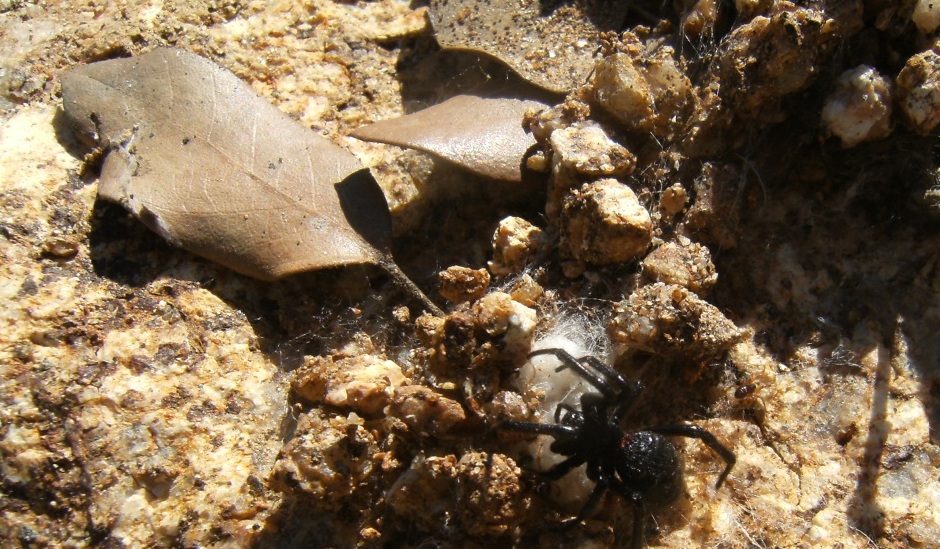 Steatoda paykulliana